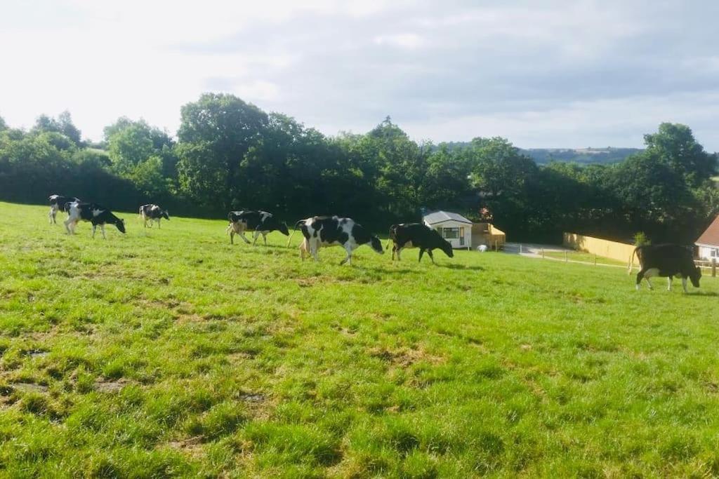 Park Gate House Farm Holidays, Colyton-'elizabeth Apartment Colyton